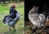araucana3~1.jpg