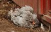 araucana4.jpg
