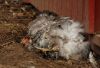 Filnavn=araucana5.jpg
Filstørrelse=128KiB
Dimensioner=800x545
Dato for tilføjelse=%20 %736, %2010 araucana5.jpg