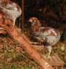 araucana6~0.jpg