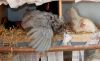 Filnavn=araucana~0.jpg
Filstørrelse=496KiB
Dimensioner=1000x611
Dato for tilføjelse=%15 %657, %2011 araucana~0.jpg