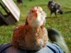 araucana~1.jpg