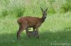 Filnavn=bambi1.jpg
Filstørrelse=142KiB
Dimensioner=800x524
Dato for tilføjelse=%09 %825, %2012 bambi1.jpg