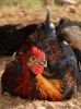 chicken1.jpg