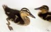 Filnavn=duck1.jpg
Filstørrelse=371KiB
Dimensioner=1000x642
Dato for tilføjelse=%06 %244, %2014 duck1.jpg