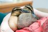 Filnavn=duck2.jpg
Filstørrelse=429KiB
Dimensioner=895x595
Dato for tilføjelse=%06 %244, %2014 duck2.jpg