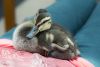 duck3.jpg