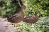 ducks3.jpg