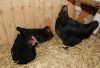 Filnavn=marans.jpg
Filstørrelse=164KiB
Dimensioner=800x544
Dato for tilføjelse=%14 %666, %2010 marans.jpg