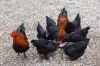 marans~0.jpg