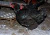 marans~1.jpg