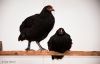 marans~2.jpg