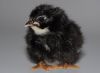 Filnavn=Chick_2.jpg
Filstørrelse=60KiB
Dimensioner=719x528
Dato for tilføjelse=%16 %357, %2011 Chick_2.jpg