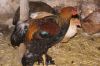 Brahmahane_28429.JPG