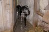 Filnavn=Hønsehund.JPG
Filstørrelse=228KiB
Dimensioner=871x583
Dato for tilføjelse=%02 %864, %2009 Hønsehund.JPG