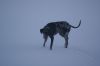 Filnavn=Hund_i_sne.JPG
Filstørrelse=25KiB
Dimensioner=1024x685
Dato for tilføjelse=%02 %864, %2011 Hund_i_sne.JPG