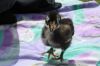 2__birkefarvet_orpington_3.JPG