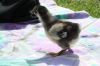 3__birkefarvet_orpington_3.JPG