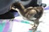 Birkefarvet_orpington_2.JPG