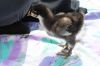 Birkefarvet_orpington_3.JPG