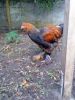 DSC00458.jpg