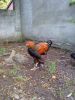 DSC00461.jpg