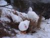 Filnavn=DSC01674.JPG
Filstørrelse=159KiB
Dimensioner=1024x768
Dato for tilføjelse=%28 %375, %2010 DSC01674.JPG