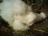 DSC00288.JPG
