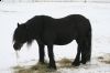 fell_sne_18-01-10_012.jpg