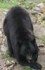 bear2.jpg