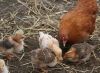 Filnavn=chicks2.jpg
Filstørrelse=141KiB
Dimensioner=1024x753
Dato for tilføjelse=%24 %311, %2010 chicks2.jpg