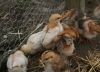 chicks3.jpg