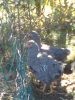 Bl__oktober_09_116.JPG