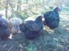 Bl__oktober_09_119.JPG