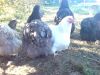 Bl__oktober_09_124.JPG