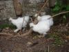 DSC00595.JPG