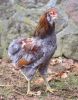 Bla_guldhalset_araucana_unghane.jpg