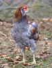 Bla_guldhalset_araucana_unghane_2.jpg