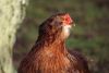 Filnavn=araucana_hone_4.jpg
Filstørrelse=63KiB
Dimensioner=682x460
Dato for tilføjelse=%11 %649, %2012 araucana_hone_4.jpg