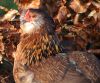 Filnavn=araucana_hone_5.jpg
Filstørrelse=129KiB
Dimensioner=600x500
Dato for tilføjelse=%11 %649, %2012 araucana_hone_5.jpg