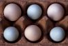 Filnavn=egg_038_r.jpg
Filstørrelse=123KiB
Dimensioner=655x450
Dato for tilføjelse=%12 %771, %2012 egg_038_r.jpg