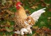 sabelpoot_guld-hvid_hane_porc_612F2_md.jpg