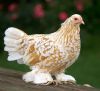 sabelpoot_guld-hvid_porc_5_mdr.JPG