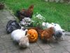 Filnavn=Halloween.jpg
Filstørrelse=100KiB
Dimensioner=568x426
Dato for tilføjelse=%05 %304, %2010 Halloween.jpg