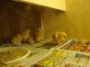 DSC01472.JPG