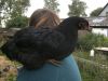 BILD1675.JPG