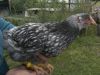 BILD1682.JPG