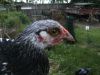 BILD1686.JPG