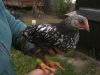 BILD1687.JPG