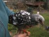 BILD1689.JPG